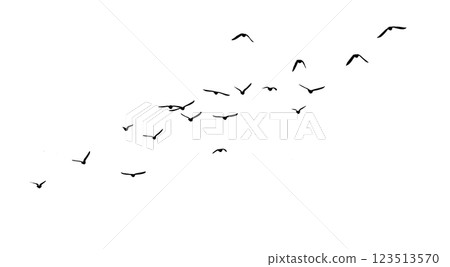 Flying birds silhouette flock. hand drawing. Not AI. Vector illustration 123513570
