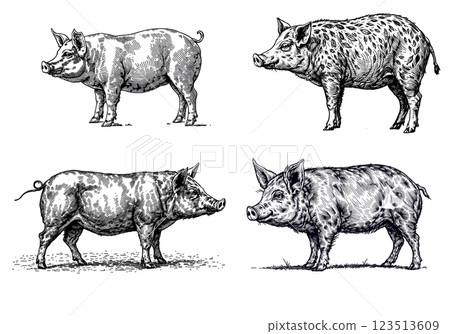 Vintage illustration of pigs, rustic farm animal engraving 123513609