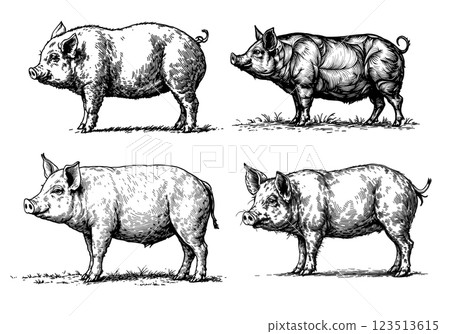 Vintage illustration of pigs, rustic farm animal engraving Vintage illustration of pigs, rustic farm animal engraving 123513615