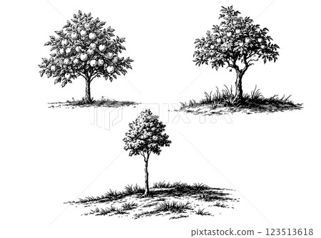 Vintage illustration of trees, detailed engraving of forest scene Vintage illustration of trees, detailed engraving of forest scene 123513618