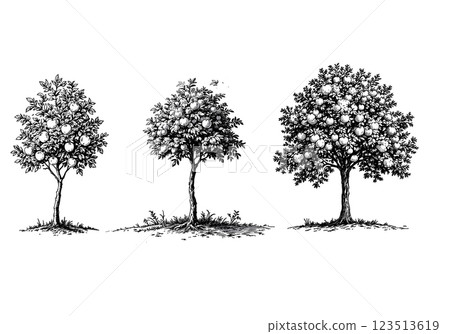 Vintage illustration of trees, detailed engraving of forest scene 123513619
