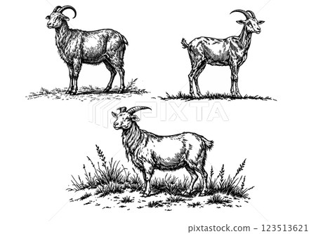 Vintage illustration of a goat, detailed engraving of a farm animal Vintage illustration of a goat, detailed engraving of a farm animal 123513621