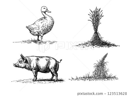 arm scene with duck, hay, and pig, vintage engraving illustration 123513628