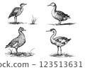 Vintage illustration of ducks, detailed engraving of farmyard animals 123513631