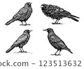 Vintage illustration of mystical ravens, engraved artwork 123513632
