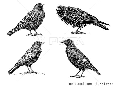 Vintage illustration of mystical ravens, engraved artwork 123513632