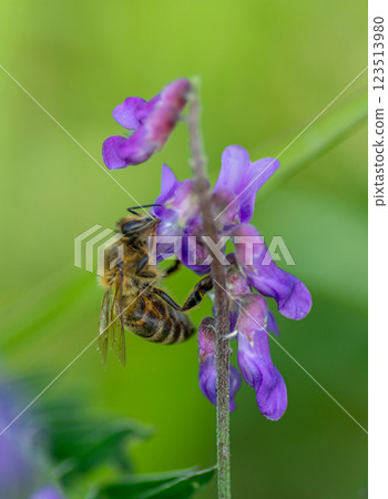A bee sitting on a flower A bee sitting on a flower 123513980