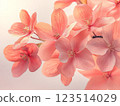 Soft Pink Blossoms with Delicate Petals 123514029