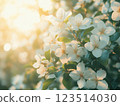 White Blossoms with Soft Backlighting and Green Leaves 123514030