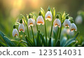 Snowdrop Flowers with Soft Backlighting in Spring 123514031