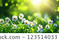 Daisies in Sunlit Meadow with Green Background 123514033