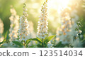 White Blossoms with Soft Sunlight in Garden 123514034
