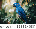 Blue Macaw Parrot Perched on Tree Branch 123514035
