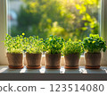 Herb Plants Growing in Pots on Windowsill 123514080