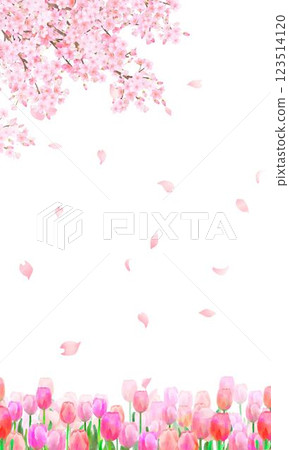 美麗而華麗的花瓣飄落的春天櫻花和可愛的鬱金香景觀在白色背景上垂直框架背景材料 123514120