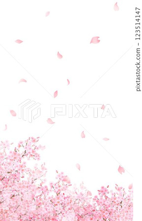Beautiful pale pink cherry blossoms and petals spring white background iPhone etc. portrait screen size background material illustration 123514147