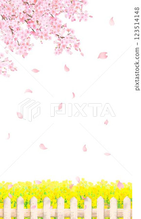 Beautiful and gorgeous cherry blossom petals of rape blossoms blooming, spring scenery with a white fence and falling white back frame background material 123514148