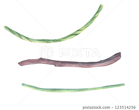 Tropical branches and lianas. Watercolor illustration of liana and branches of exotic plants from the jungle. Plants from the tropical rainforest. Tropical template for design of cards and invitation Tropical branches and lianas. Watercolor illustration of liana and branches of exotic plants from the jungle. Plants from the tropical rainforest. Tropical template for design of cards and invitation 123514256
