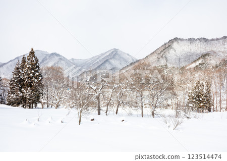 [Maezawa Magariya Village] A snowy mountain village in the afternoon 123514474