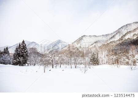 [Maezawa Magariya Village] A snowy mountain village in the afternoon 123514475
