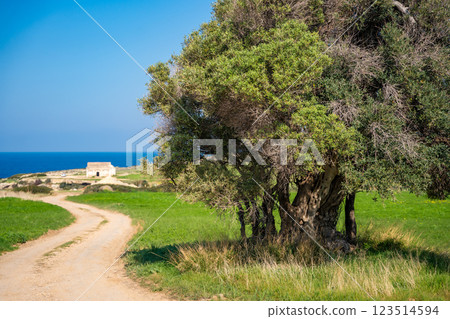 A road with an olive tree leads to ancient Orthodox church ruins near the sea in Northern Cyprus. The image captures history, faith, and the Mediterranean landscape. A road with an olive tree leads to ancient Orthodox church ruins near the sea in Northern Cyprus. The image captures history, faith, and the Mediterranean landscape. 123514594