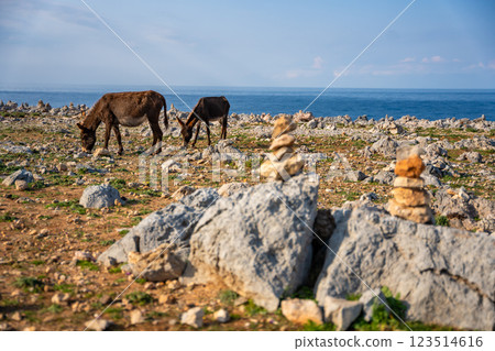 Two donkeys stand among rocky terrain with small stone cairns at the northeasternmost point of Cyprus. The image represents wildlife, travel, and the unique landscape of the Karpas Peninsula Two donkeys stand among rocky terrain with small stone cairns at the northeasternmost point of Cyprus. The image represents wildlife, travel, and the unique landscape of the Karpas Peninsula 123514616