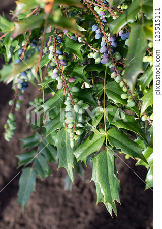 Berberis aquifolium, mahonia aquifolium, Oregon grape or holly-leaved barberry branches with ripe and green berries. Berberis aquifolium, mahonia aquifolium, Oregon grape or holly-leaved barberry branches with ripe and green berries. 123515111