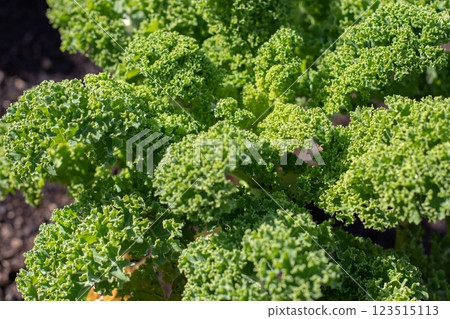 Leaf cabbage Brassica oleracea or kale bright green cultivar closeup. Leaf cabbage Brassica oleracea or kale bright green cultivar closeup. 123515113