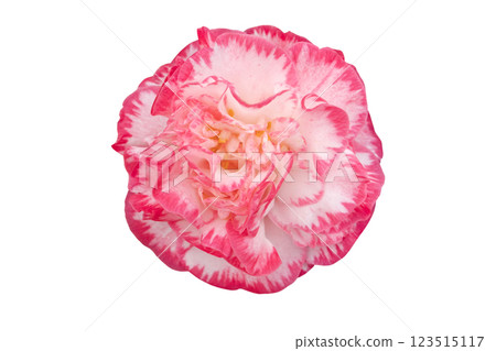 Camellia white informal double flower with a rose pink edge isolated on white background 123515117
