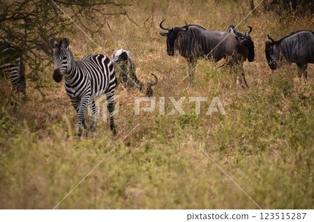 平原上的斑馬和角馬 123515287