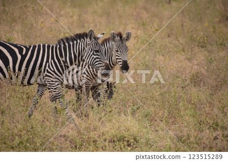 Landscape with zebra 123515289