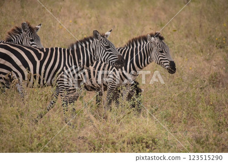 See a herd of zebras 123515290