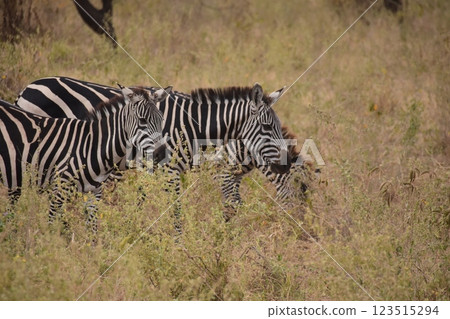 Zebra walking through the grassland 123515294