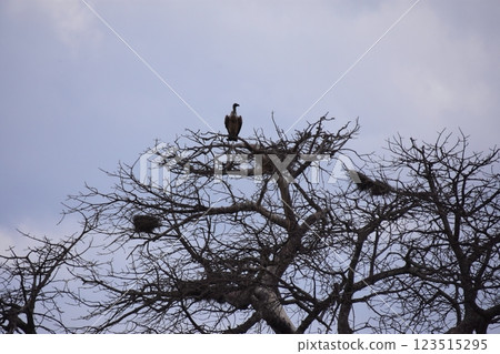 Vulture Perched on a Baobab 123515295