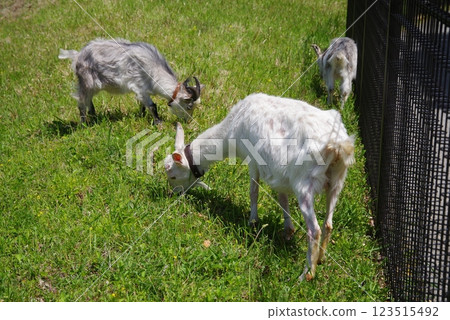 Grazing goats (Yokkaichi Southern Hills Park) Grazing goats (Yokkaichi Southern Hills Park) 123515492