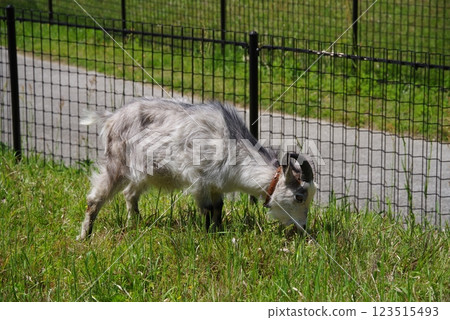 放牧山羊（四日市南山公園） 123515493