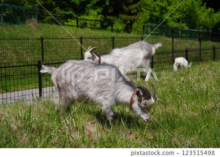 放牧山羊（四日市南山公園） 123515498