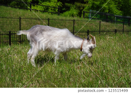 放牧山羊(四日市南山公園) 放牧山羊(四日市南山公園) 123515499