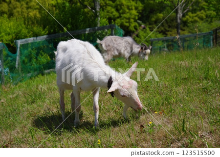 放牧山羊(四日市南山公園) 放牧山羊(四日市南山公園) 123515500