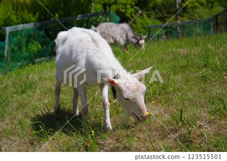 Grazing goats (Yokkaichi Southern Hills Park) Grazing goats (Yokkaichi Southern Hills Park) 123515501