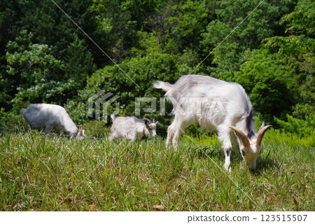 Grazing goats (Yokkaichi Southern Hills Park) Grazing goats (Yokkaichi Southern Hills Park) 123515507