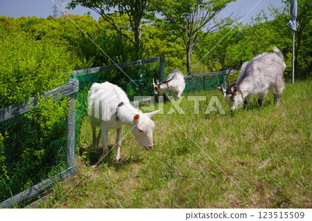 Grazing goats (Yokkaichi Southern Hills Park) 123515509