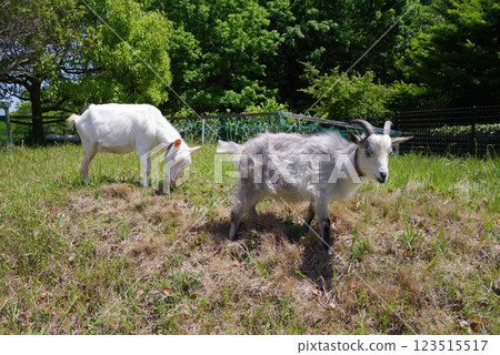 Grazing goats (Yokkaichi Southern Hills Park) Grazing goats (Yokkaichi Southern Hills Park) 123515517
