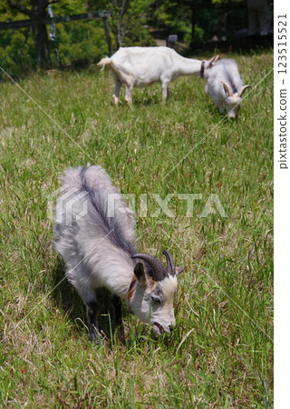 Grazing goats (Yokkaichi Southern Hills Park) Grazing goats (Yokkaichi Southern Hills Park) 123515521