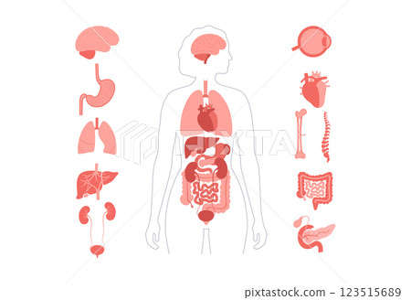 Human internal organs 123515689