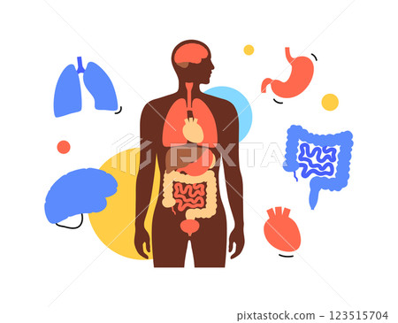 Human internal organs 123515704