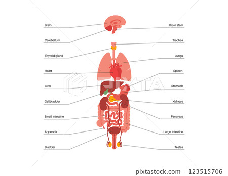 Human internal organs Human internal organs 123515706