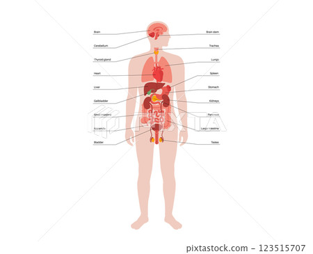 Human internal organs Human internal organs 123515707