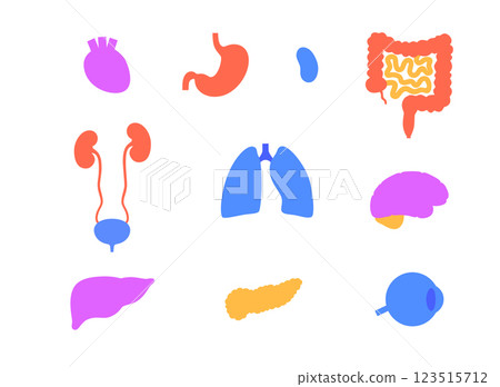Human internal organs Human internal organs 123515712