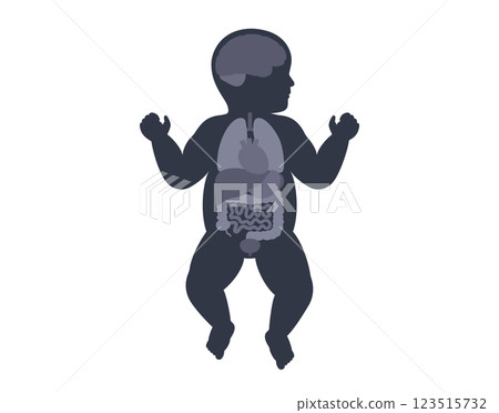 Human internal organs 123515732